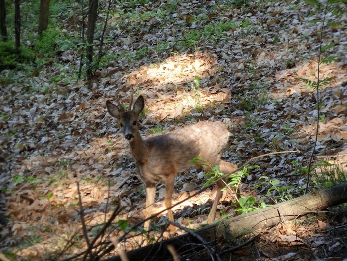 Foto generica Foto generica