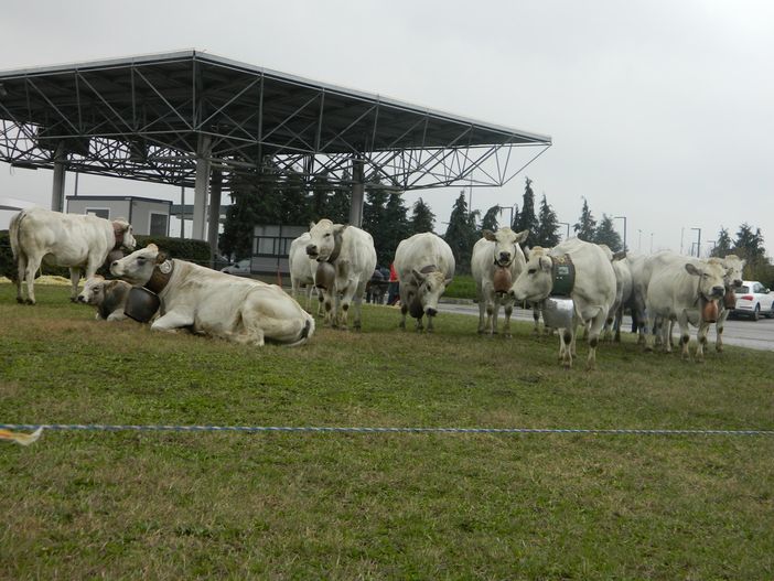 Sabato 6 novembre, webinar “conosco la piemontese” in diretta su tutte le piattaforme BeLocal e TargatoCN Sabato 6 novembre, webinar “conosco la piemontese” in diretta su tutte le piattaforme BeLocal e TargatoCN