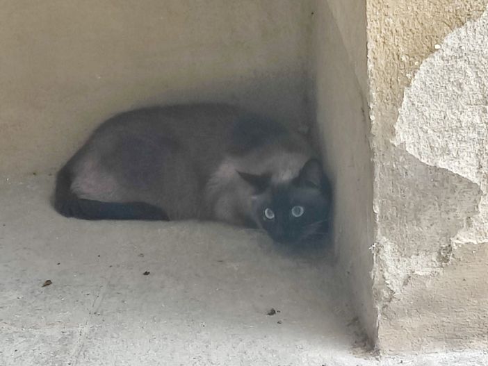 QUATTROZAMPE/ Il siamese rinvenuto in Borgo Vecchio a Fossano ha ritrovato la sua casa