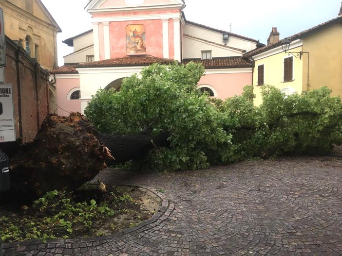 Il secolare tiglio caduto in piazzetta Falletti a Barolo