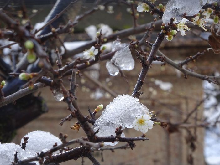 Bra, la gemma del Roero dove i fiori della Madonna sfidano la neve e le notti sottozero