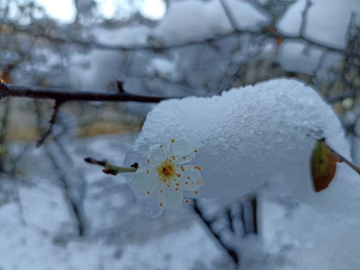 Nelle foto di Stefano Tibaldi il pruneto della Madonna dei Fiori sotto la neve