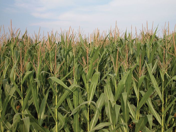 Nel Ddl “Coltivaitalia” nessuna misura per frutta, mais e legno, Confagricoltura Cuneo: &quot;Servono correttivi&quot;