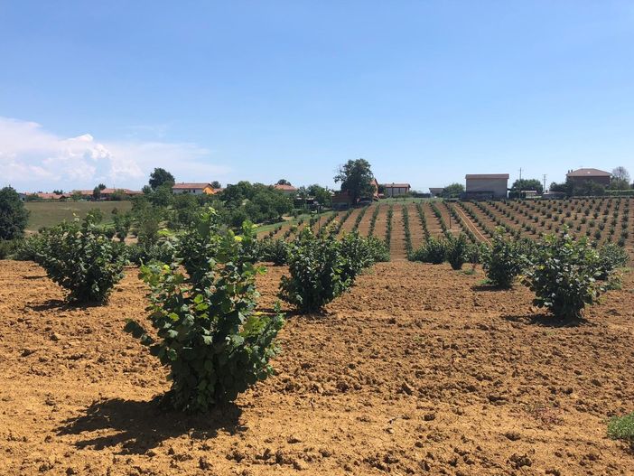 Nocciolo, Coldiretti Cuneo: ricerca essenziale per rilanciare settore in crisi Nocciolo, Coldiretti Cuneo: ricerca essenziale per rilanciare settore in crisi
