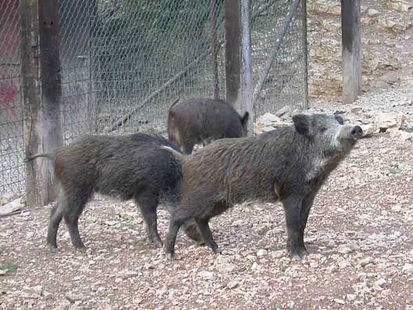 Immagine di repertorio Immagine di repertorio