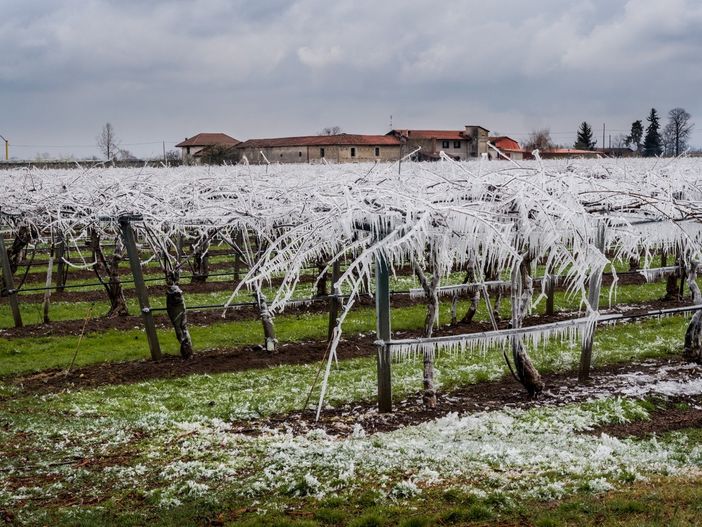 Gelate, Coldiretti: per i danni serve proroga e snellimento delle procedure Gelate, Coldiretti: per i danni serve proroga e snellimento delle procedure