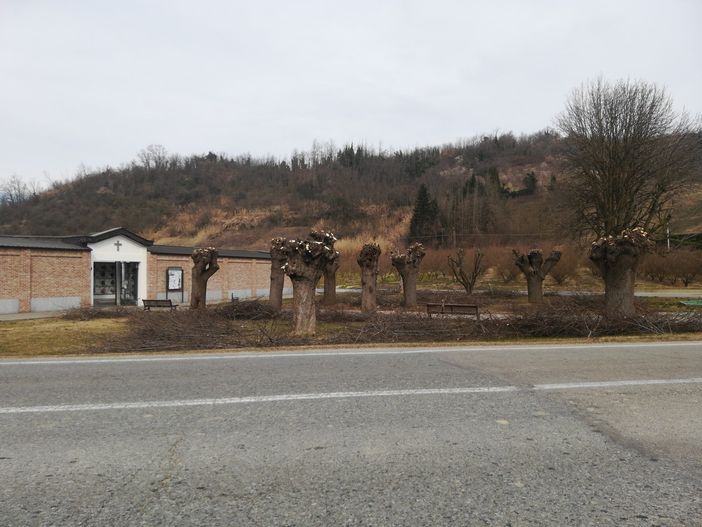 Corneliano, potature nel concentrico e nelle frazioni: coinvolto anche l'olmo centenario di corso Riddone