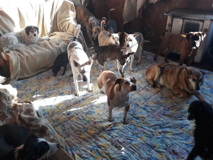 Foto tratta dalla pagina Facebook AIUTIAMO IL NUOVO RIFUGIO EMMA Foto tratta dalla pagina Facebook AIUTIAMO IL NUOVO RIFUGIO EMMA