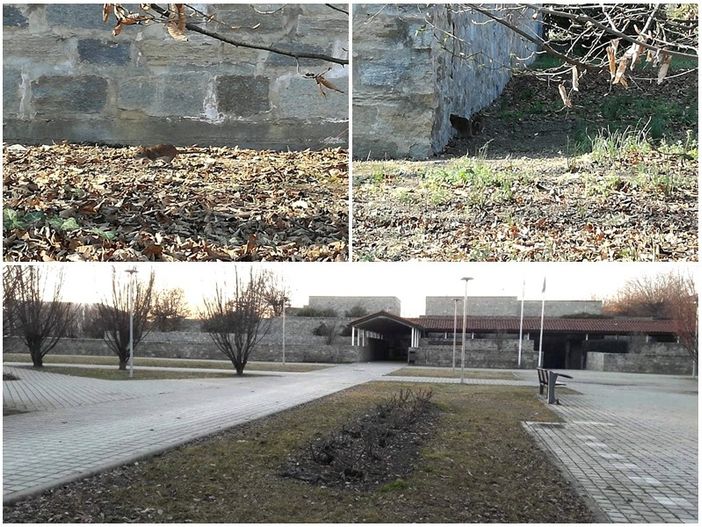 Topi si aggirano intorno all'ex tribunale di Alba, l'avvocato Ponzio: “Non merita questo degrado”