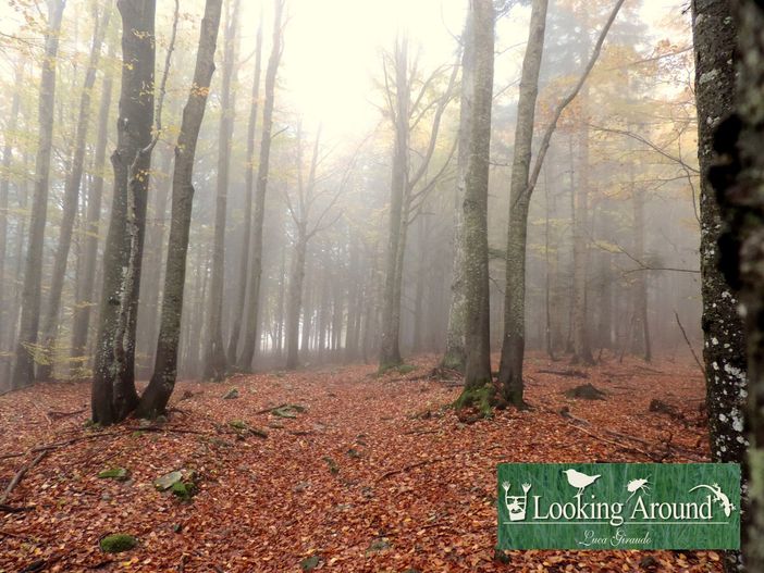 Lo spettacolo del foliage: scopri dove puoi ammirarlo e fotografarlo in Granda