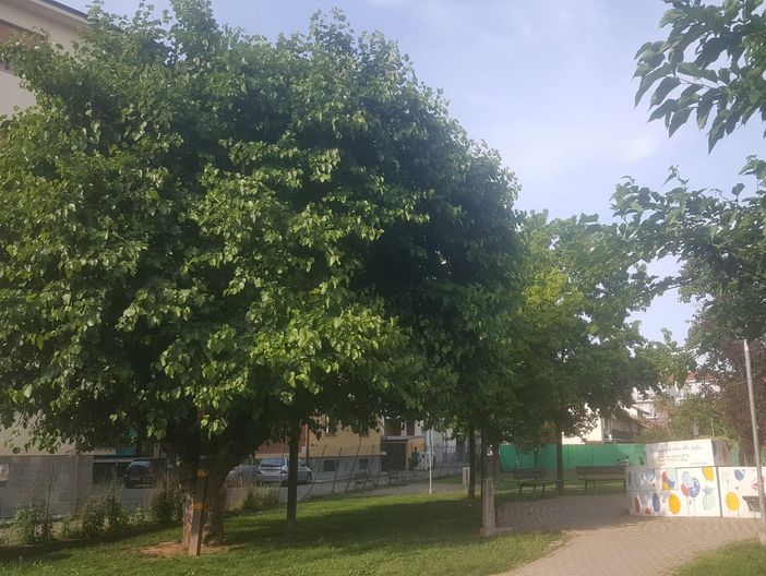Il gelso che si staglia in piazza Falcone e Borsellino Il gelso che si staglia in piazza Falcone e Borsellino