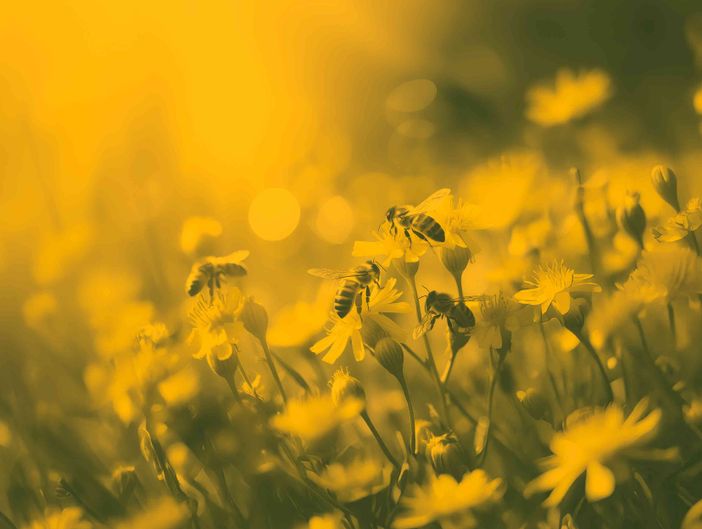 Immagine di repertorio