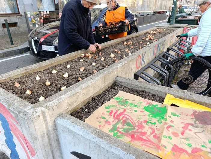 Messer Tulipano porta 3000 bulbi nelle città della Granda: Alba e Cuneo si preparano alla primavera