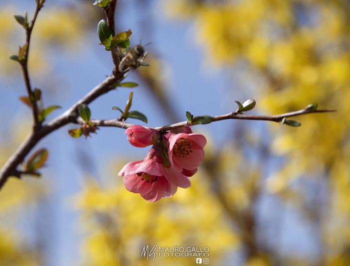 Ph Mauro Gallo Foto, Alba