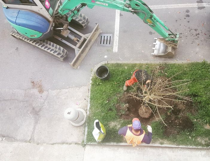 Bra è sempre più green: il Comune mette a dimora esemplari di Lagerstroemia