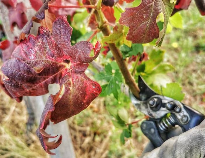A Trezzo Tinella si presenta il monitoraggio sulla 'Flavescenza dorata'