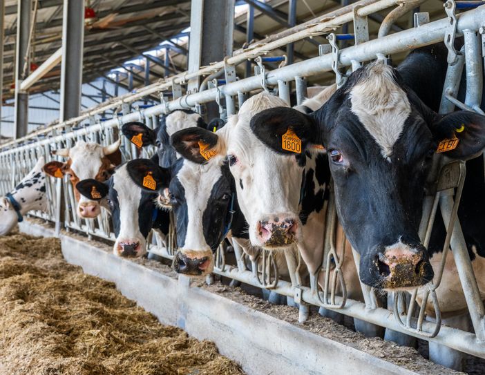 Piemonte, l'accordo sul latte salva il primo trimestre 2026