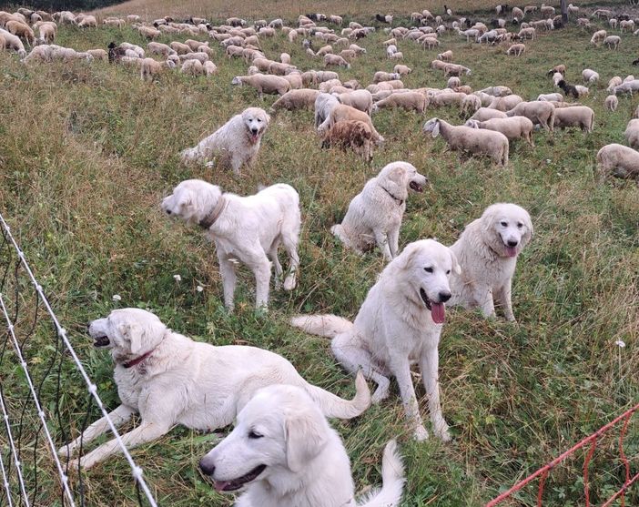 "Le nostre Tex, Nebbia e Giada morte in meno di mezz'ora": probabile avvelenamento per tre cani da guardiania sulle alture di Demonte