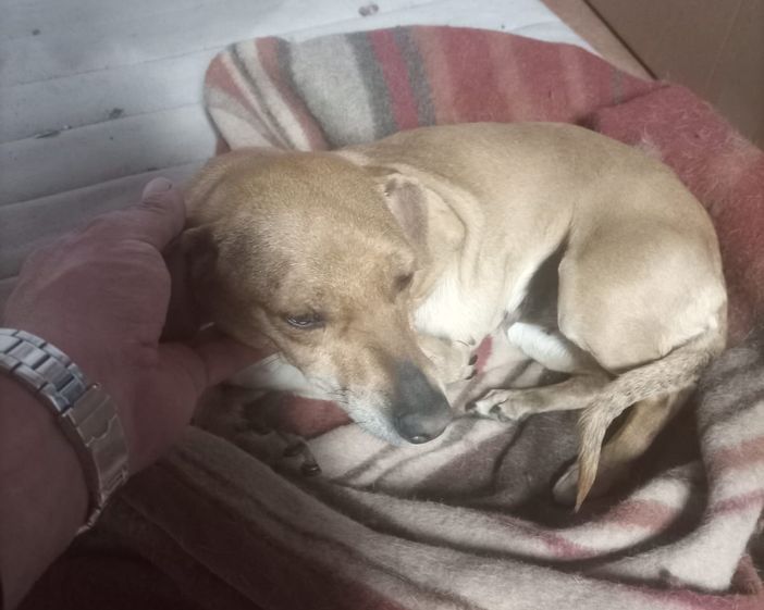 Diana cerca casa: appello da Bibiana per una dolcissima cagnolina Diana cerca casa: appello da Bibiana per una dolcissima cagnolina