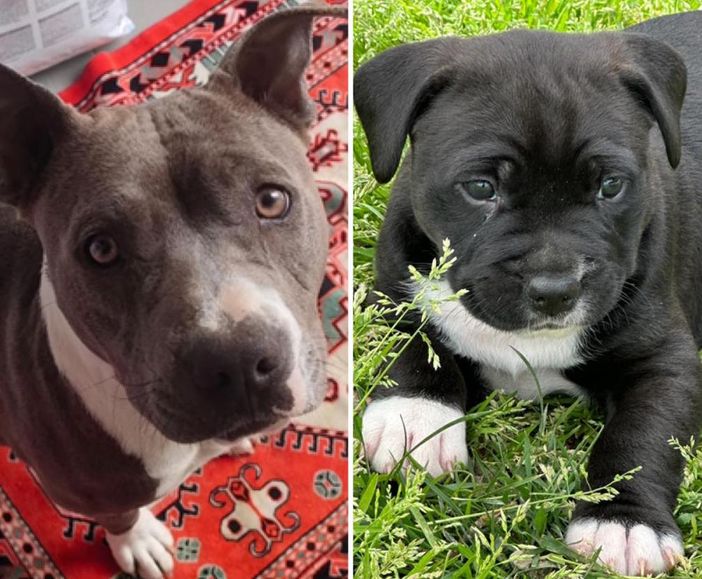 Titti e Michelino, mamma e cucciolo, cercano una famiglia che li adotti insieme Titti e Michelino, mamma e cucciolo, cercano una famiglia che li adotti insieme