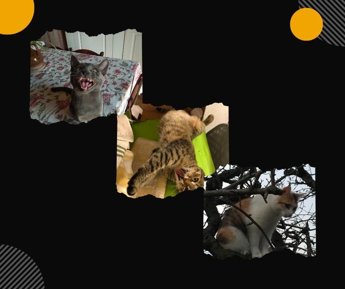 A Sommariva del Bosco si parla di gatti e umani: torna il “Cocktail di scienze”