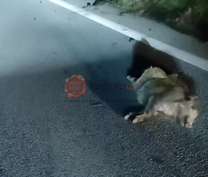 Sette cinghiali investiti e ammazzati sulla Statale 28 a Garessio