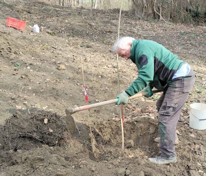 Piante tartufigene, Conterno (CIA Cuneo): "Conclusa la messa a dimora della prima fornitura offerta dai tartufai di Alba"
