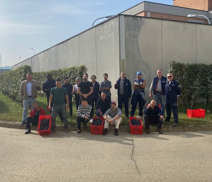 Alba: conclusa la vendemmia all’interno del carcere “G. Montalto”