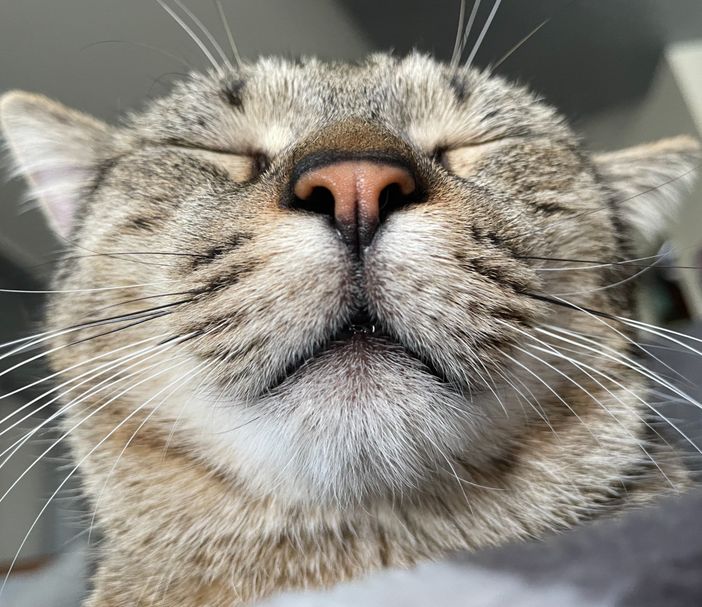 QUATTROZAMPE / Arrivano le festività, ma l'adozione di un animale deve essere sempre consapevole