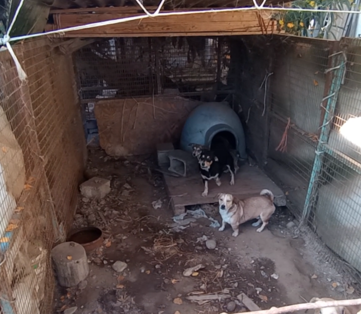 Le immagini inviate da Stop Animal Crimes