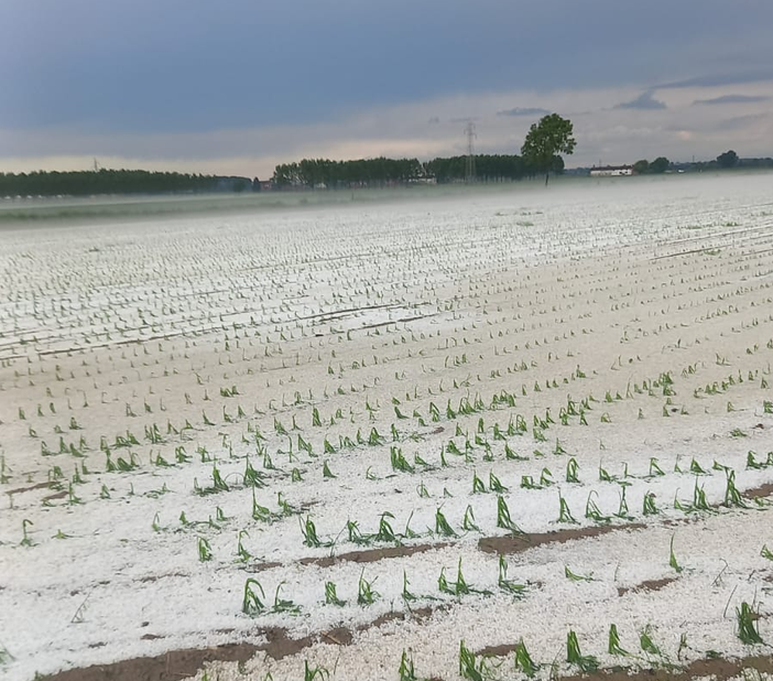 Le grandine nelle campagne tra Cardè e Moretta Le grandine nelle campagne tra Cardè e Moretta
