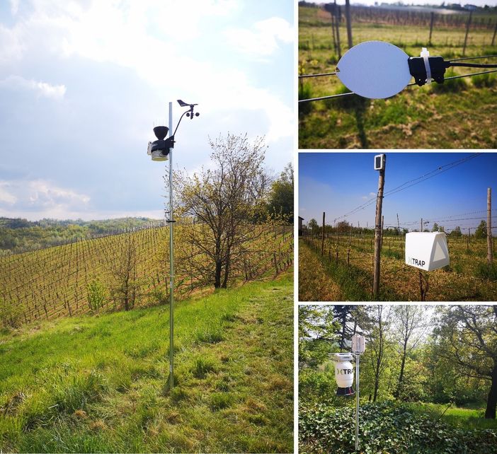 Il futuro in vigneto: la tecnologia al servizio della sostenibilità