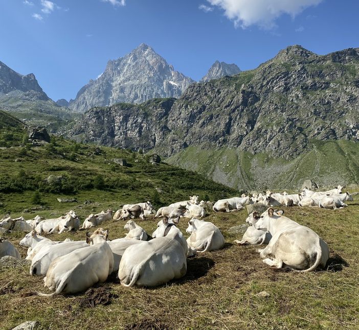 Predazioni da lupo, Adialpi: "I pastori sono i soli a pagarne le spese"