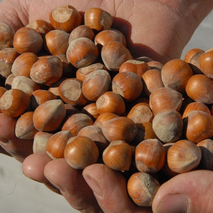 Nocciole, Bergesio (Lega): “Urgenti programmi di miglioramento ed ampliamento delle varietà, difesa delle IGP”