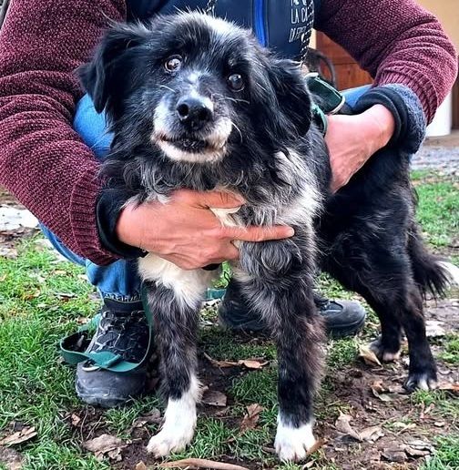 Briciola, 14 anni di vita e 13 di catena alle spalle: le diamo una casa?