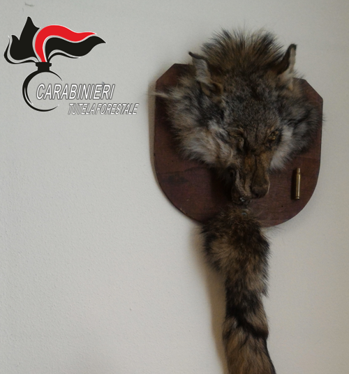 In casa, imbalsamate, la testa e la coda di un lupo: denunciato un cacciatore di Cuneo