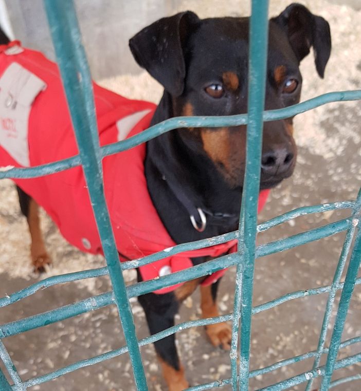 La sezione Alba-Bra della LIDA lancia un appello per trovare casa a dei graziosi cagnolini
