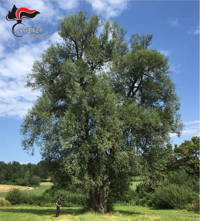 I carabinieri forestali con le scuole per celebrare la Giornata Nazionale dell'Albero