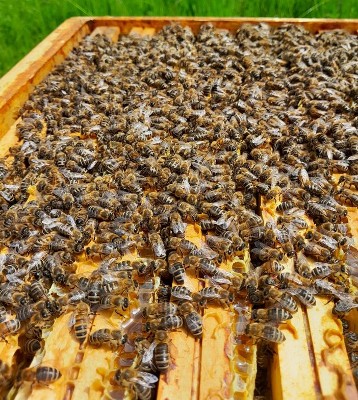Crisi del miele e delle api in Piemonte: il settore apistico chiede maggiore tutela e controlli Crisi del miele e delle api in Piemonte: il settore apistico chiede maggiore tutela e controlli