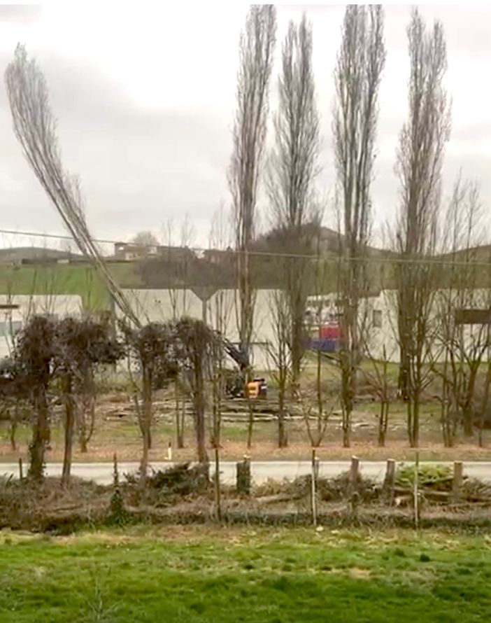 Le operazioni di abbattimento dei pioppi