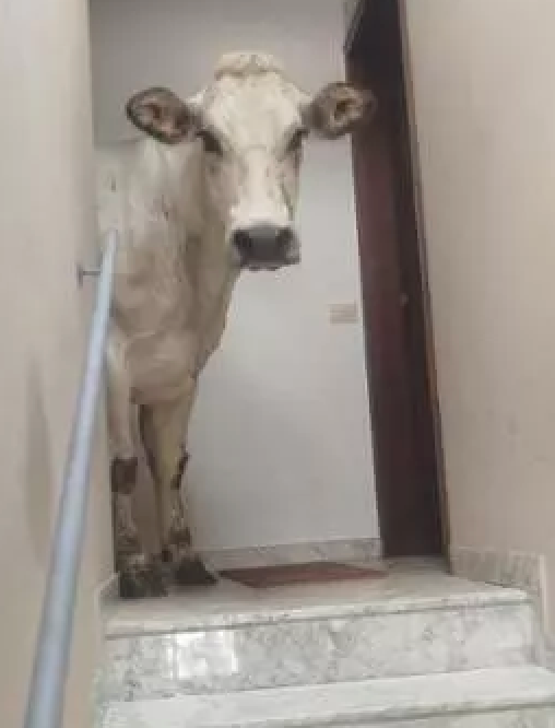 A Limone un bovino entra in un condominio, gli allevatori: "Grazie alle autorità che sono intervenute per aiutarci e ai cittadini per la comprensione"