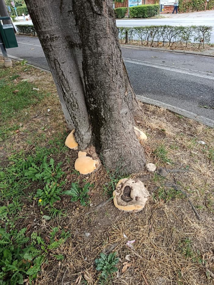 Verde urbano: a Bra intervento su un albero a rischio caduta Verde urbano: a Bra intervento su un albero a rischio caduta