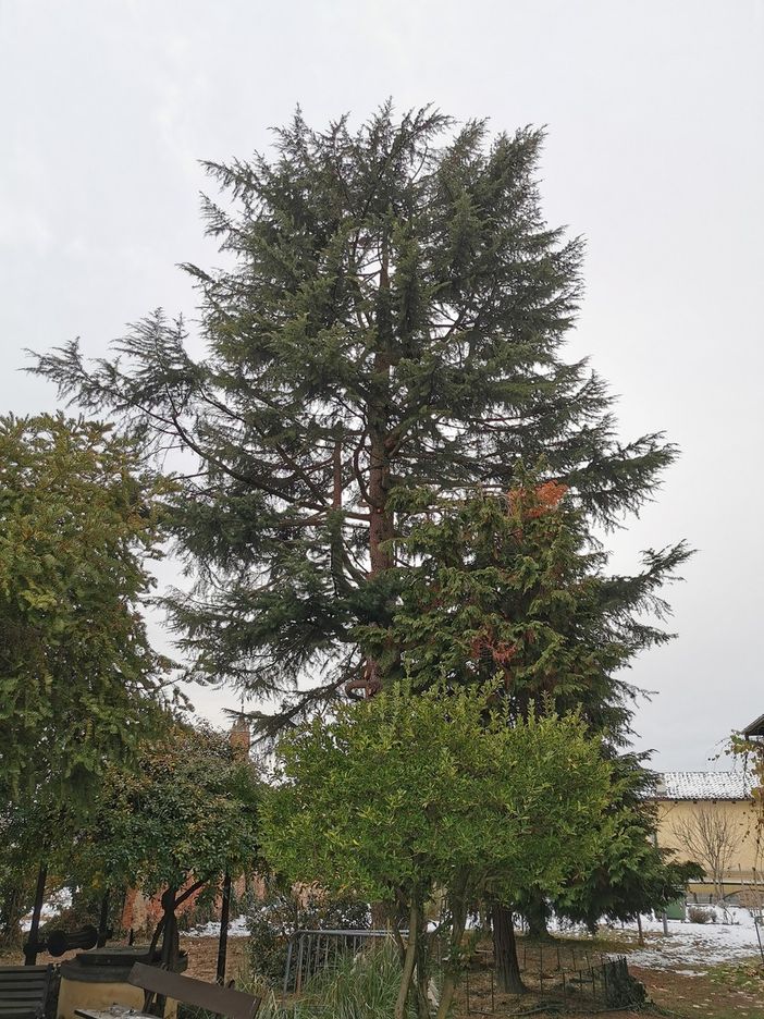 Il cedro dell'Himalaya nel giardino del Museo Craveri.