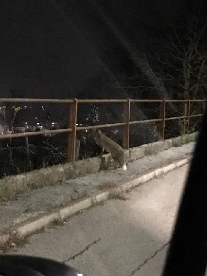 La volpe ancora viva la sera prima (1 dicembre)