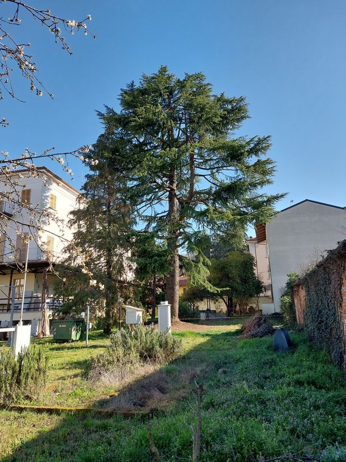 Il cedro del Libano nel giardino del Museo Craveri di Bra rischia con buone probabilità di essere abbattuto Il cedro del Libano nel giardino del Museo Craveri di Bra rischia con buone probabilità di essere abbattuto