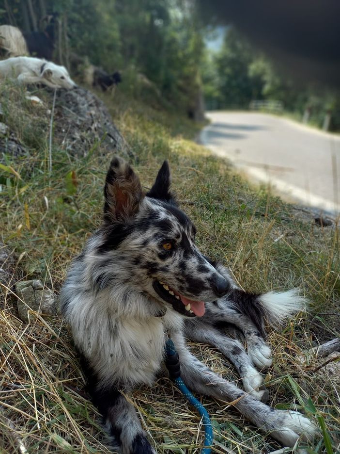 Un altro cane morto avvelenato sopra Demonte. La rabbia di Luana, che aiuta il compagno malgaro: "Più danni dai bocconi per i lupi che dai lupi stessi"