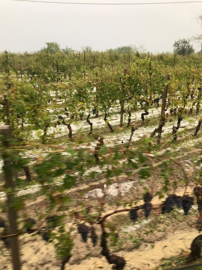La grandine si abbatte sui vigneti di Diano d’Alba (VIDEO) La grandine si abbatte sui vigneti di Diano d’Alba (VIDEO)