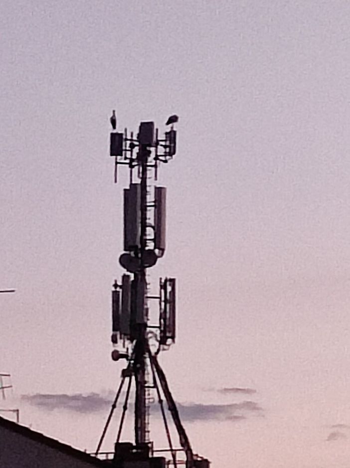 La sosta e il passaggio delle cicogne sui cieli di Bra