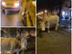 Si chiama America il bovino star dei social che ieri sera si aggirava per il centro di Cuneo [VIDEO]