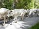La discesa della mandria di Piemontesi in una precedente edizione di “Caluma el vache”